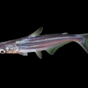 Pangasianodon Hypophthalmus-Iridescent Shark