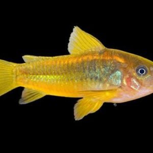 Corydoras sp CW 10-Cory gold laser