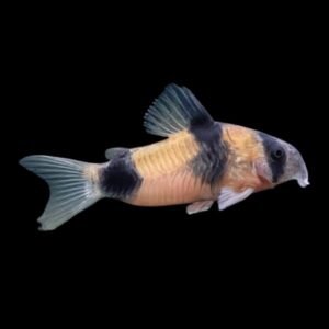 Twosaddle Corydoras-Corydoras Weitzmani
