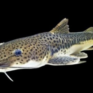 P. Hemiliopterus x P. Fasciatum Hybrid-Leopard