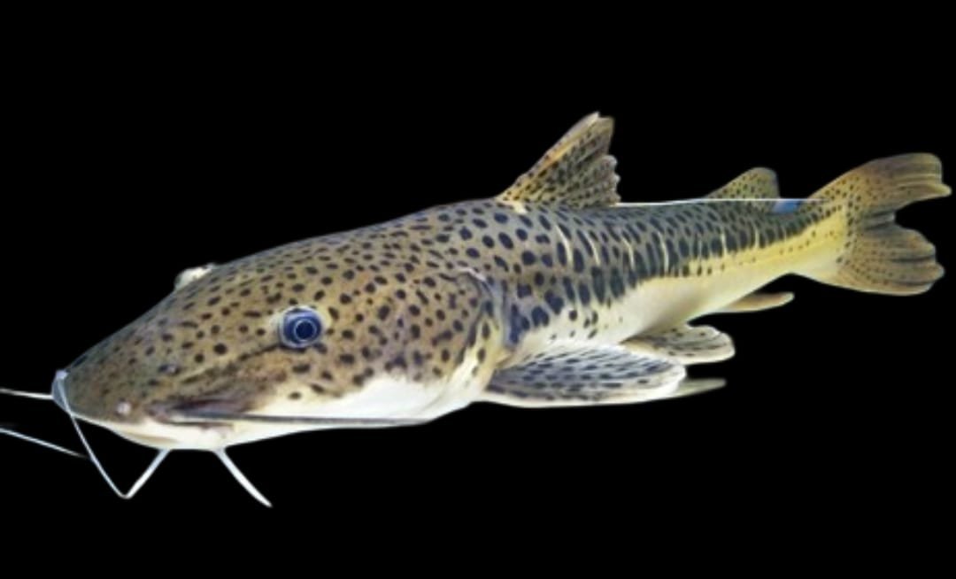 P. Hemiliopterus x P. Fasciatum Hybrid-Leopard