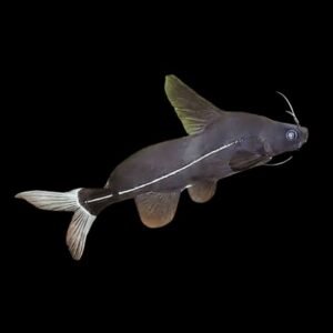 Bagrichthys Macracanthus-Black Lancer
