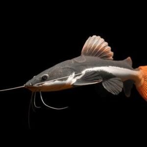 Phractocephalus Hemioliopterus-Redtail