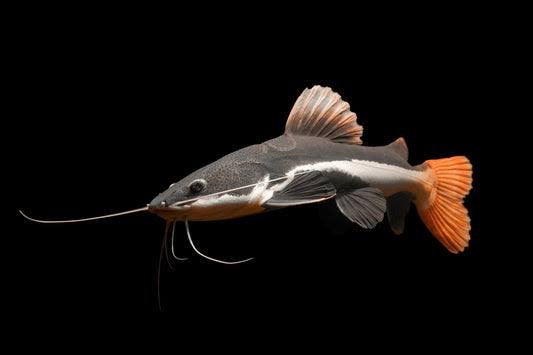 Phractocephalus Hemioliopterus-Redtail