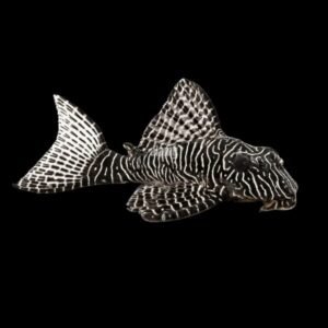 Hypancistrus sp L260, Queen Arabesque Pleco L260