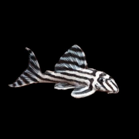 Pleco Hypancistrus Zebra-L46 Zebra