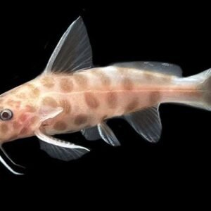 Synodontis Petricola Var-Synodontis Pink Petricola