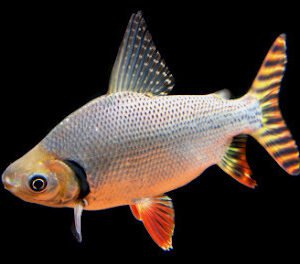 Semaprochilodus Taeniurus-Flagtail