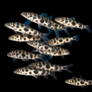Leporinus Octomaculatus-Leporinus Octomaculatus