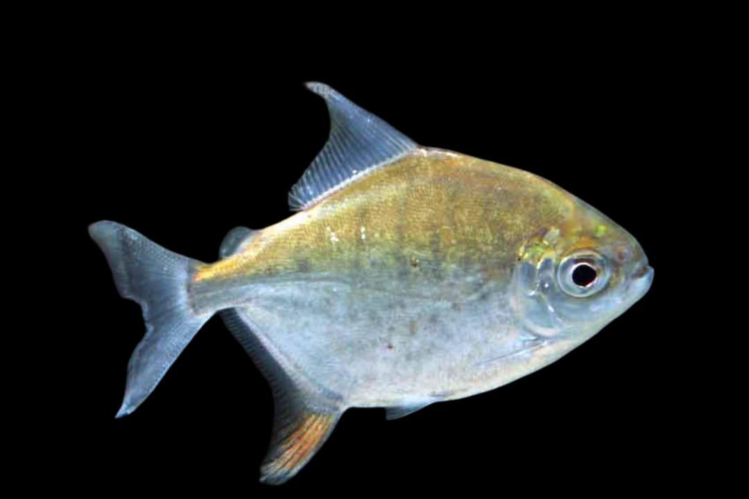 Myleus Rubripinnis-Myleus Tomato