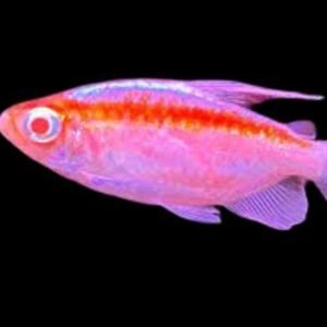 Albino Congo Tetra Male