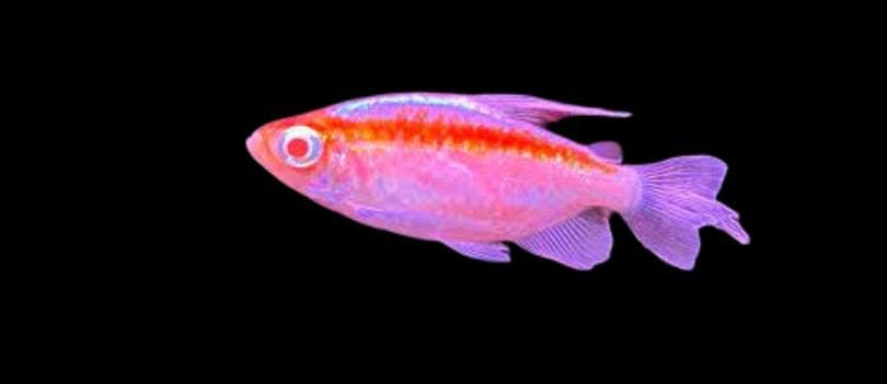 Albino Congo Tetra Male