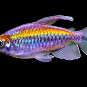 Congo Tetra Male