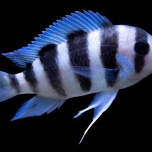 Cyphotilapia Frontosa-Frontosa Burundi