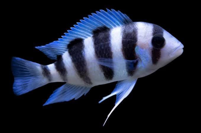 Cyphotilapia Frontosa-Frontosa Burundi