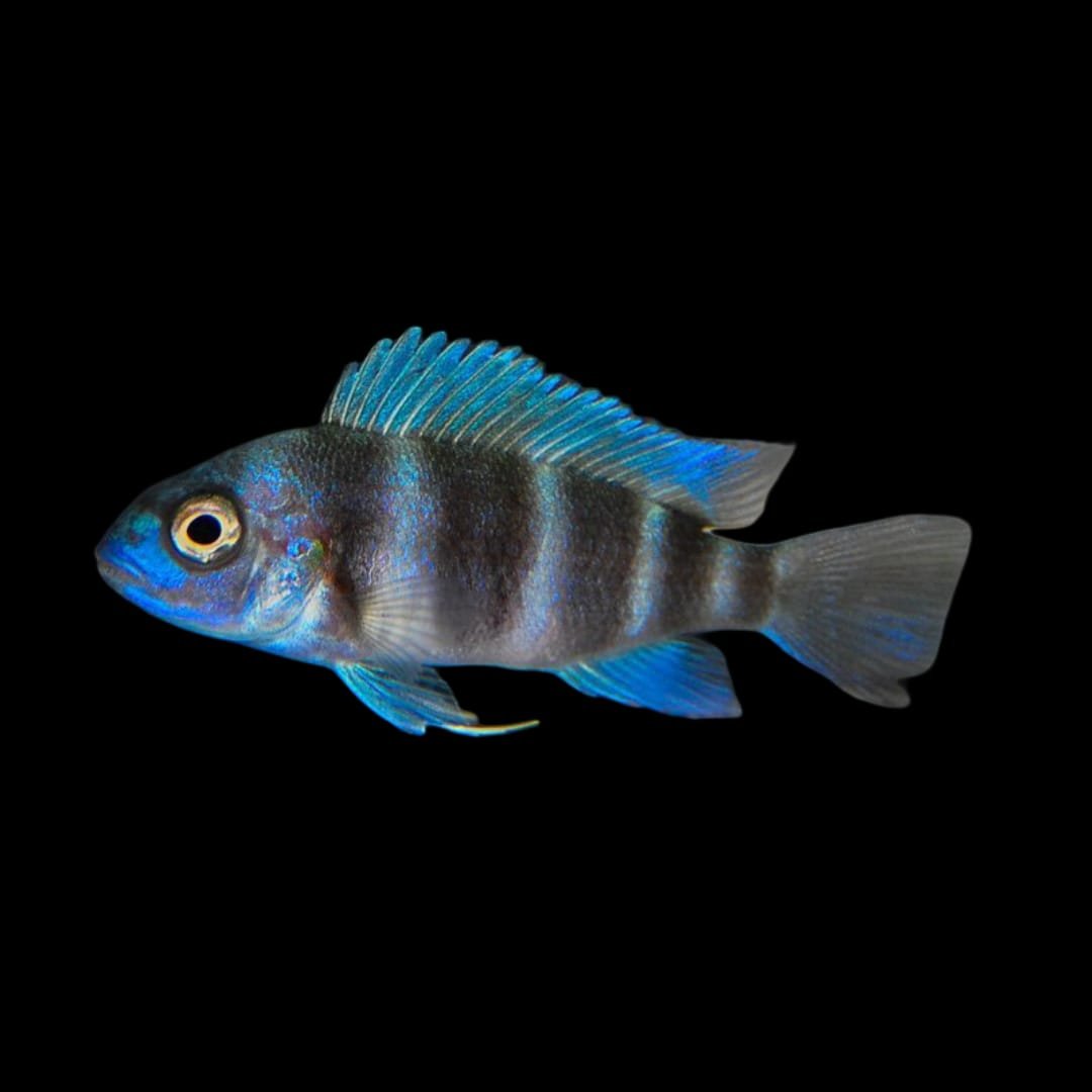 Cyphotilapia Gibberosa-Zaire Blue Moba Frontosa