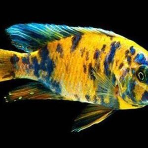 Aulonocara OB Peacock (Grade A with Hormone)-OB YELLOW