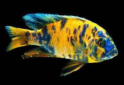 Aulonocara OB Peacock (Grade A with Hormone)-OB YELLOW