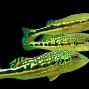 Cichlasoma sp-Peacockbass Royal Silk