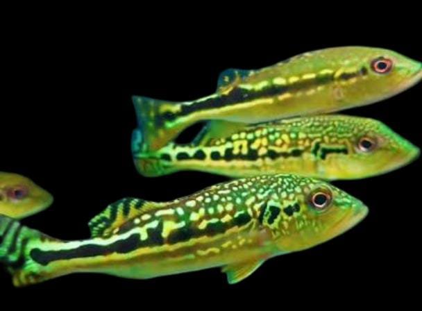 Cichlasoma sp-Peacockbass Royal Silk