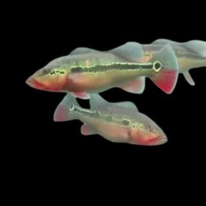 Cichlasoma Fogo