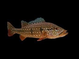 Cichlasoma Temensis
