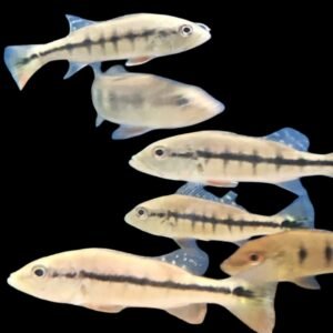 Cichlasoma Intermedia