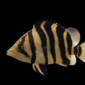 Datnioides Microlepis-Datz Sumatra 3 Bar AA
