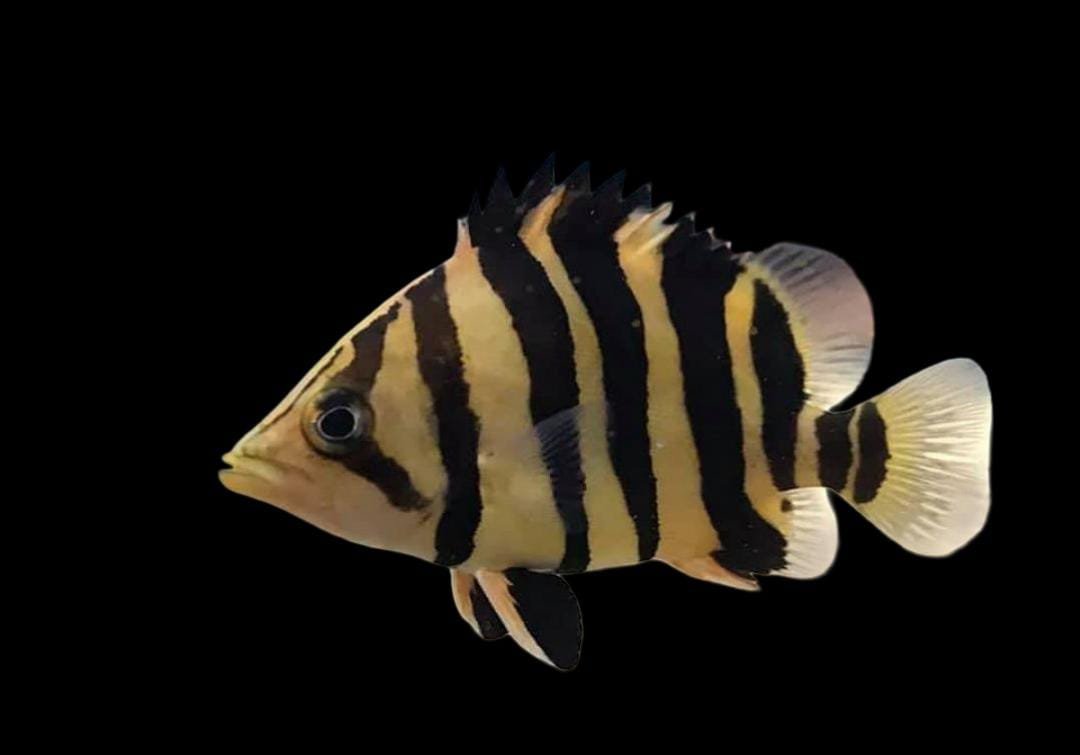 Datnioides Microlepis-Datz Sumatra 3 Bar AA