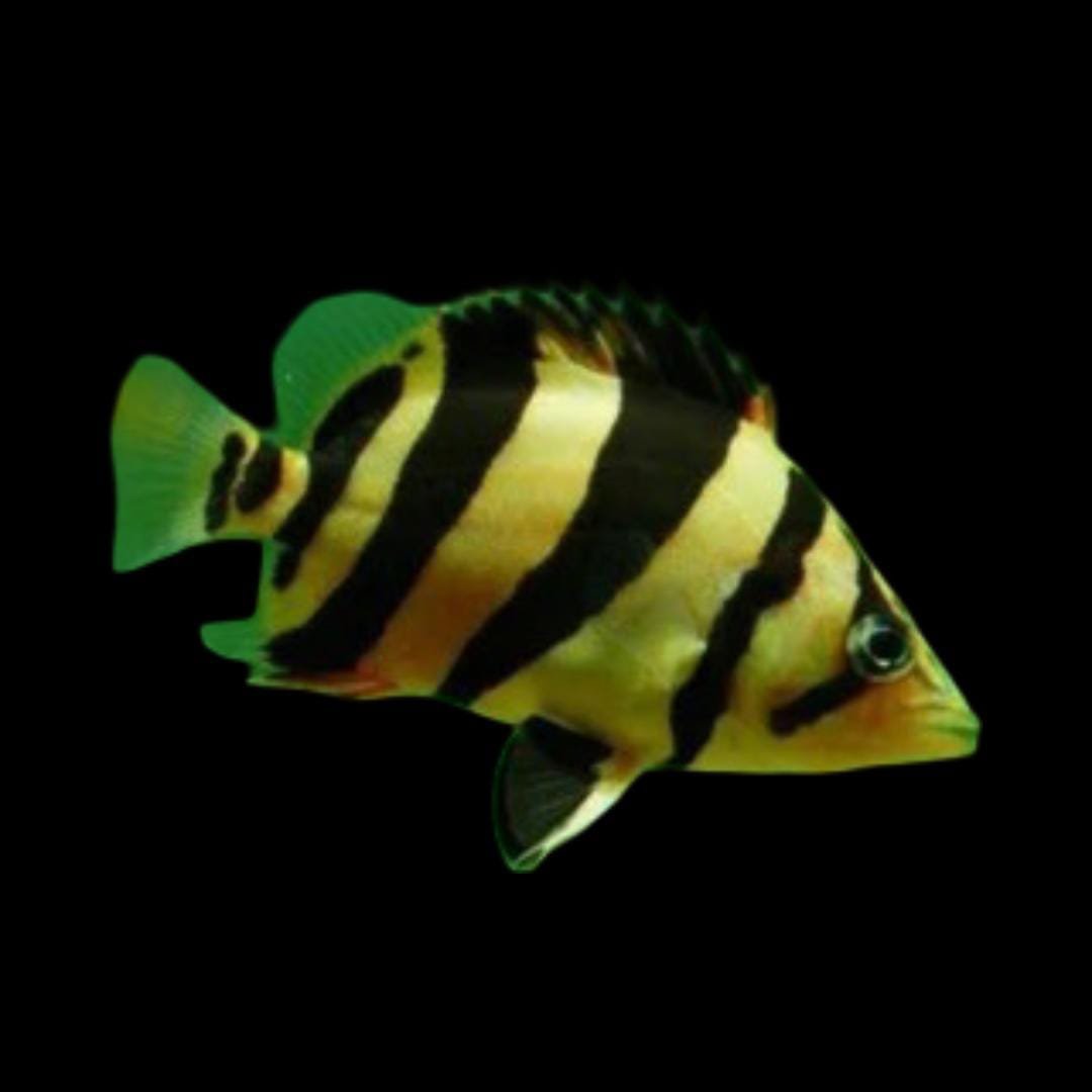 Datnioides Microlepis-Datz Sumatra 4 Bar AA