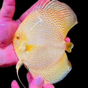 Symphysodon sp-Golden LSS Albino