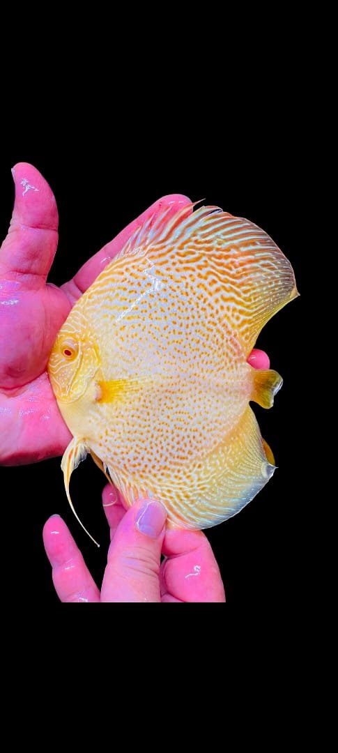 Symphysodon sp-Golden LSS Albino