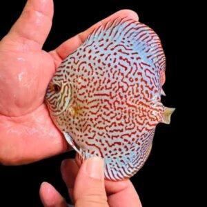 Symphysodon sp-Panthera