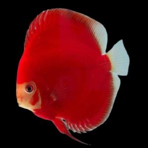 Symphysodon sp-Red Ninja
