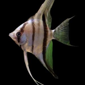 Pterophyllum Scalare -Freshwater Angelfish (Xingu River Origin)