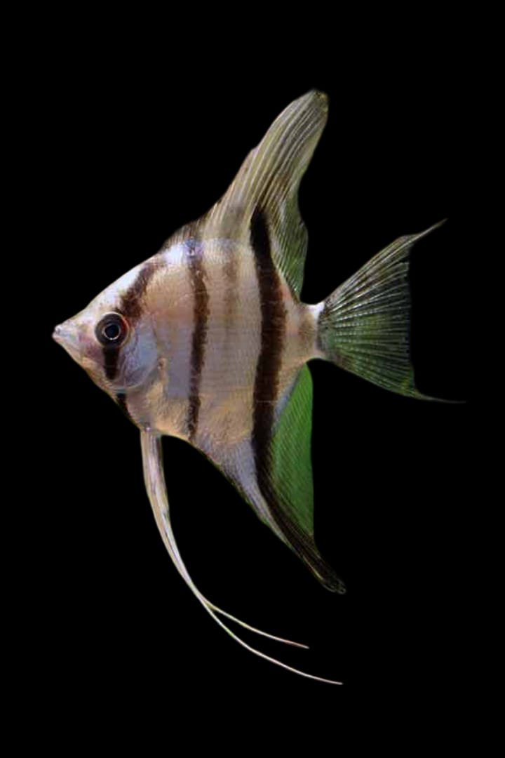 Pterophyllum Scalare -Freshwater Angelfish (Xingu River Origin)