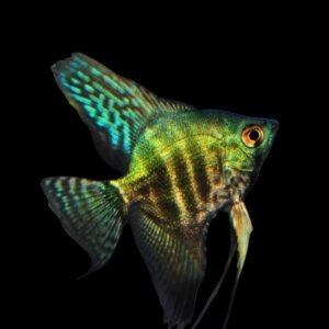 Pterophyllum Scalare var-Neon Green Angelfish