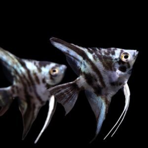 Pterophyllum Scalare var-Blue Marble Angelfish