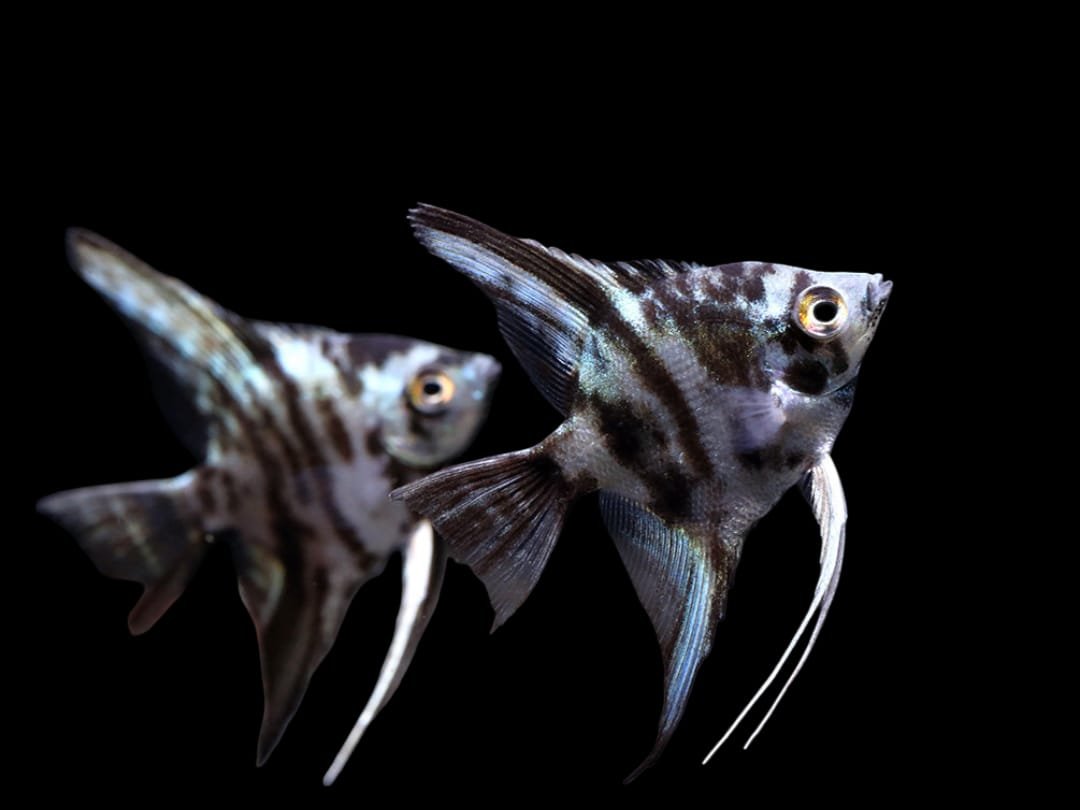 Pterophyllum Scalare var-Blue Marble Angelfish