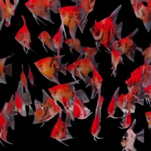 Pterophyllum Scalare var-Red Devil