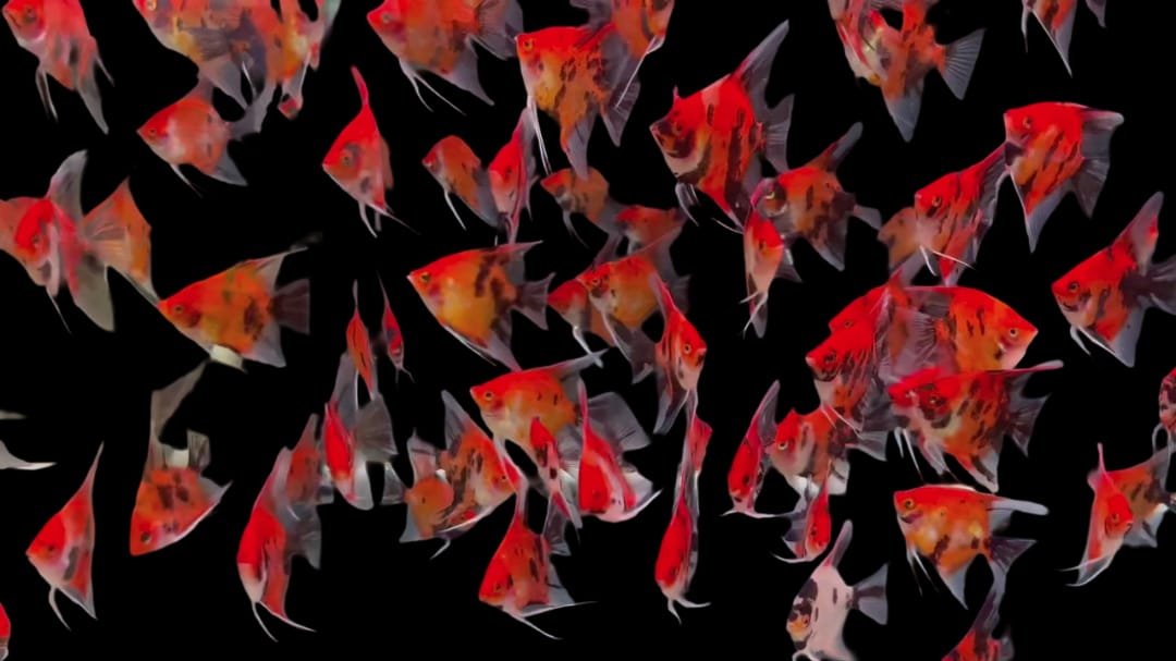 Pterophyllum Scalare var-Red Devil