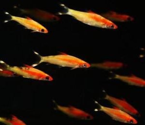Puntius Denisoni var-Golden Denison Barb