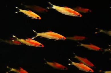 Puntius Denisoni var-Golden Denison Barb