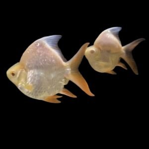 Barbonymus Schwanenfeldii Bar-Albino Shortbody Tinfoil Barb