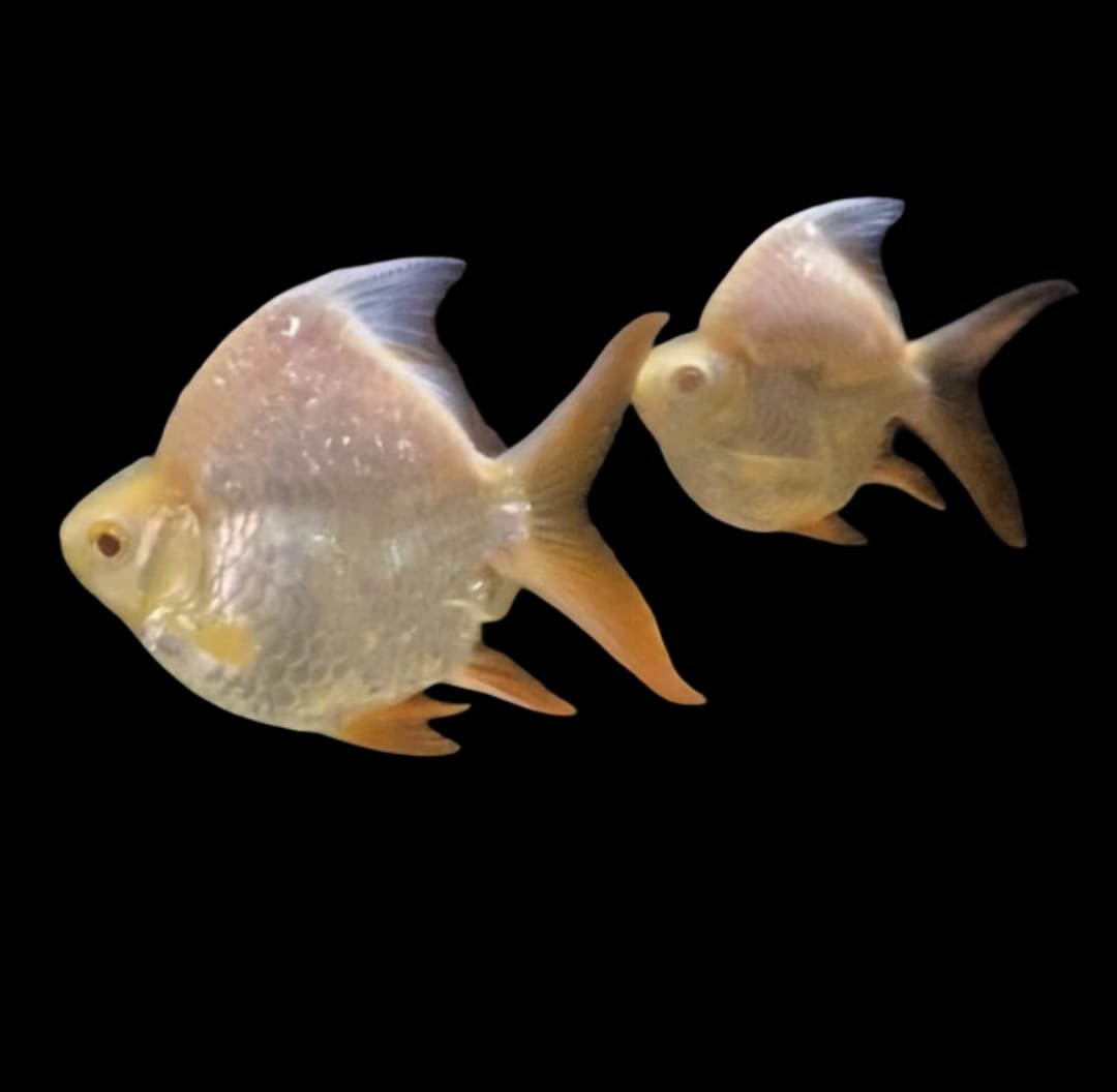 Barbonymus Schwanenfeldii Bar-Albino Shortbody Tinfoil Barb