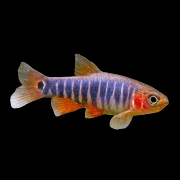 Danio Erythromicron-Emerald Dwarf Danio