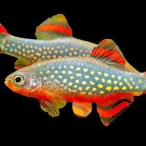 Micro Rasbora Galaxy-Rasabora Galaxy