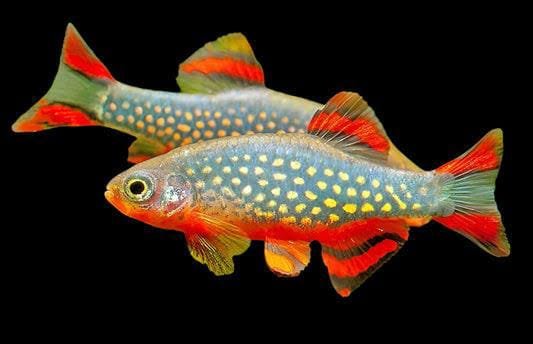 Micro Rasbora Galaxy-Rasabora Galaxy