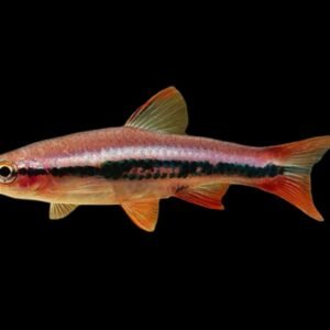 Rasbora Patrickyapi-Rasbora patrickyapi