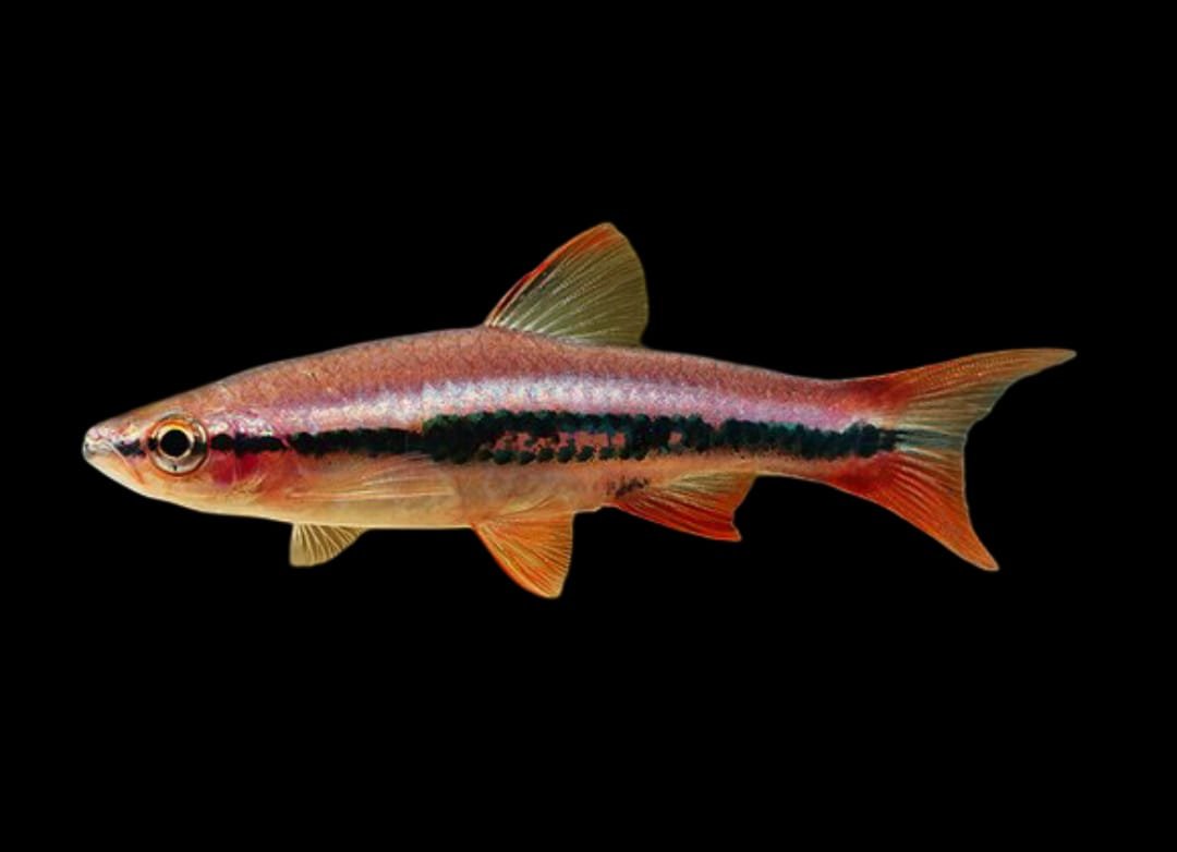 Rasbora Patrickyapi-Rasbora patrickyapi